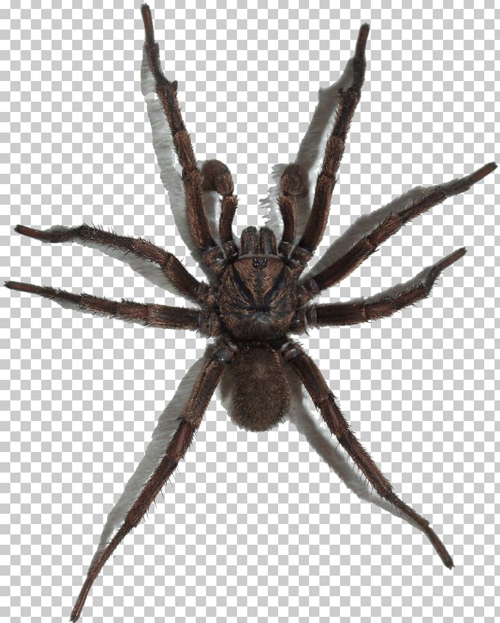 Spider PNG, Clipart, Araneus, Arthropod, Bathroom, Chelicerae, Curtain Free PNG Download