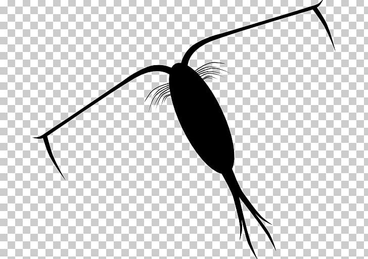 Zooplankton PNG, Clipart, Artwork, Black And White, Computer Icons, Drawing, Flowering Plant Free PNG Download