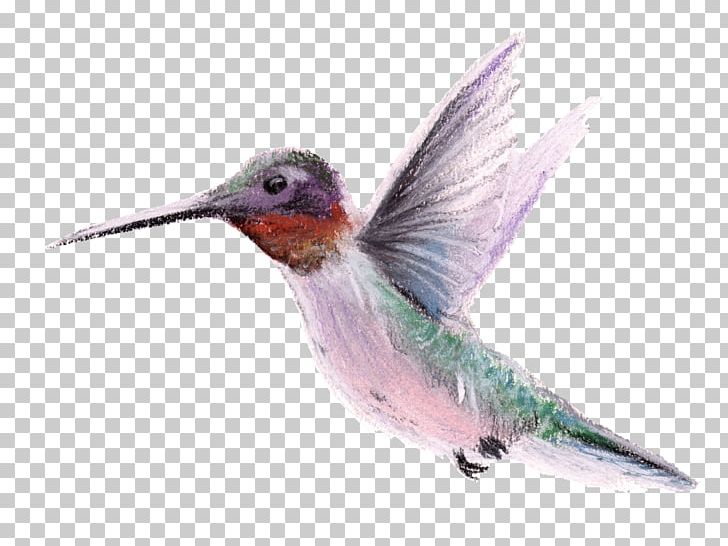 Hummingbird Beak Fauna Wing PNG, Clipart, Animals, Beak, Bird, Fauna, Feather Free PNG Download