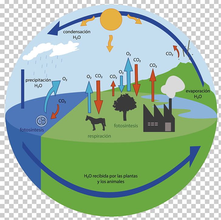 Oxygen Cycle Carbon Cycle Carbon Dioxide Water Cycle PNG, Clipart, Atmosphere, Atmosphere Of Earth, Ball, Bicycle, Biogeochemical Cycle Free PNG Download