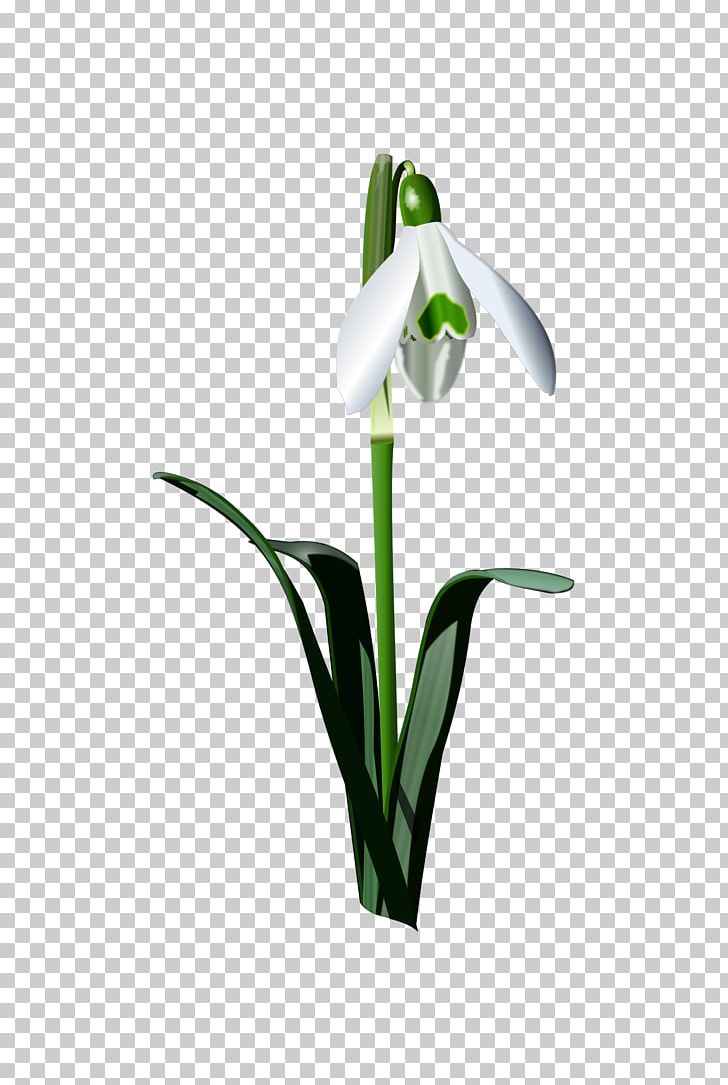 Snowdrop Flower Bulb PNG, Clipart, Bulb, Cut Flowers, Desktop Wallpaper, Download, Drawing Free PNG Download