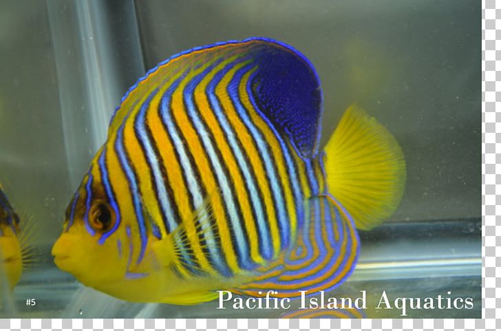 Aquariums Marine Biology Cobalt Blue Coral Reef Fish Pomacanthidae PNG, Clipart, Aquarium, Aquariums, Biology, Blue, Blue Coral Free PNG Download
