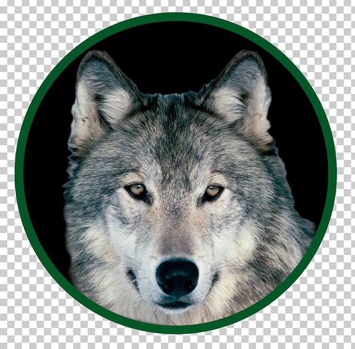 Dog Arctic Wolf Red Fox Mexican Wolf Indian Wolf PNG, Clipart, Animals, Arctic Wolf, Canidae, Caniformia, Canis Free PNG Download