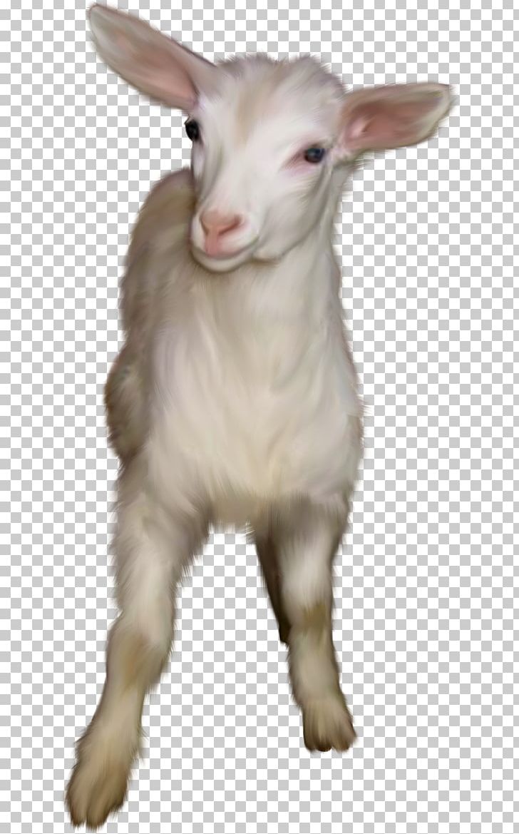 Feral Goat Snout PNG, Clipart, Animals, Cow Goat Family, Fairy, Fairy Tale, Feral Free PNG Download