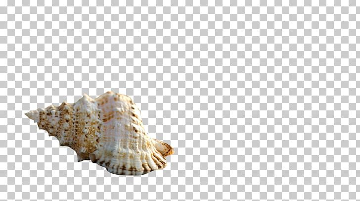 Seashell Starfish Conchology Sea Snail PNG, Clipart, Animal, Cartoon Conch, Conch, Conch Blowing, Conchology Free PNG Download