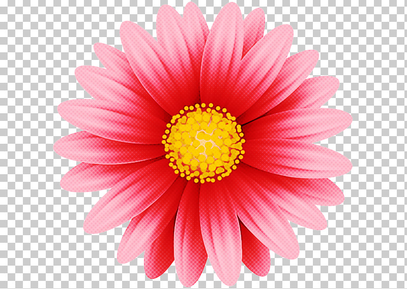Transvaal Daisy Chrysanthemum Flower PNG, Clipart, Chrysanthemum, Cut Flowers, Floriculture, Flower, Gerbera Flower Free PNG Download