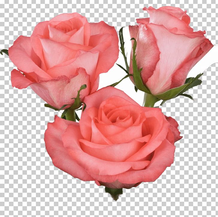 Garden Roses FMI Farms PNG, Clipart, Artificial Flower, China Rose, Cut Flowers, Floribunda, Floristry Free PNG Download