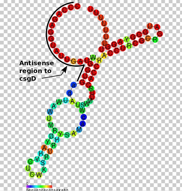 Non-coding RNA OmrA-B RNA Antisense RNA Shine-Dalgarno Sequence PNG, Clipart, Antisense Rna, Area, Art, Biomolecular Structure, Body Jewelry Free PNG Download