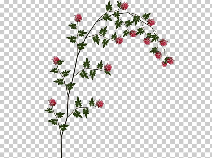 Beach Rose Vine PNG, Clipart, Beach Rose, Blossom, Branch, Cut Flowers, Flora Free PNG Download