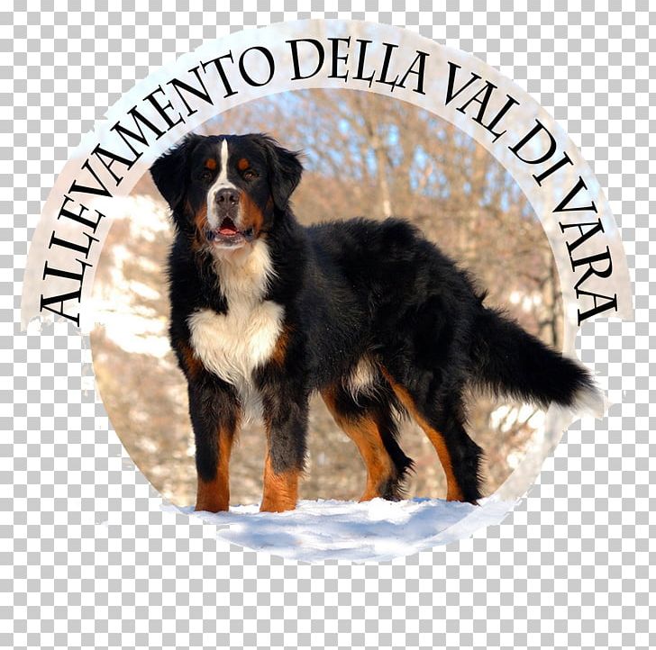 Bernese Mountain Dog Dog Breed Greater Swiss Mountain Dog Entlebucher Mountain Dog Cane Corso PNG, Clipart, Animal Husbandry, Animals, Bernese, Bernese Mountain Dog, Breed Free PNG Download