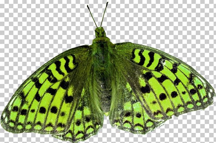 Nymphalidae Pieridae Butterflies And Moths PNG, Clipart, Arthropod, Brush Footed Butterfly, Butterflies, Butterflies And Moths, Butterfly Free PNG Download