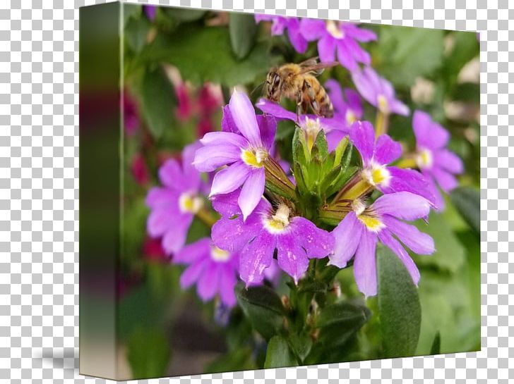 Honey Bee Nectar Vervain Pollen PNG, Clipart, Annual Plant, Bee, Flora, Flower, Flower Bee Free PNG Download