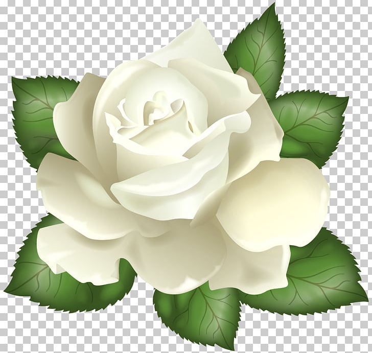 Rose White PNG, Clipart, Art, Blog, Computer Icons, Cut Flowers, Drawing Free PNG Download