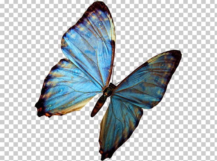 Butterfly Greta Oto PNG, Clipart, Arthropod, Brush Footed Butterfly, Desktop Wallpaper, Download, Greta Oto Free PNG Download