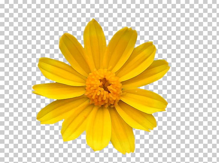 Chrysanthemum Yellow Common Daisy Flower Transvaal Daisy PNG, Clipart, Bright, Calendula, Chrysanths, Color, Common Sunflower Free PNG Download