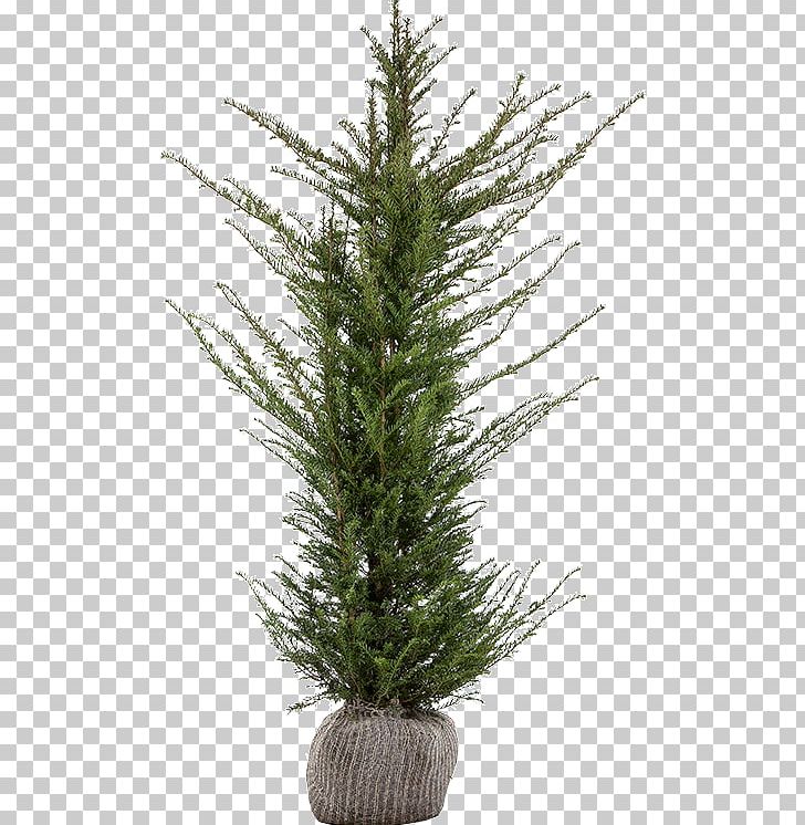Spruce English Yew Evergreen Fir Pine PNG, Clipart, Centimeter, Christmas, Christmas Decoration, Christmas Tree, Conifer Free PNG Download