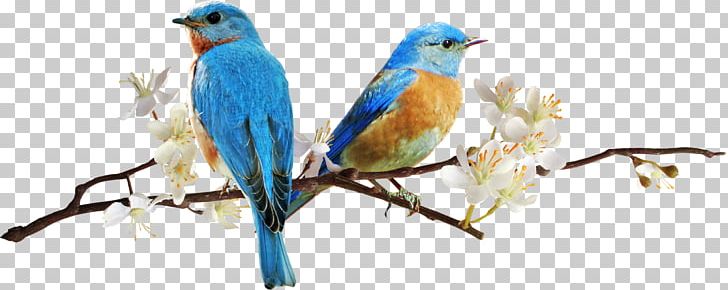 Bird Animation PNG, Clipart, Animal Figure, Animals, Animation, Art, Beak Free PNG Download