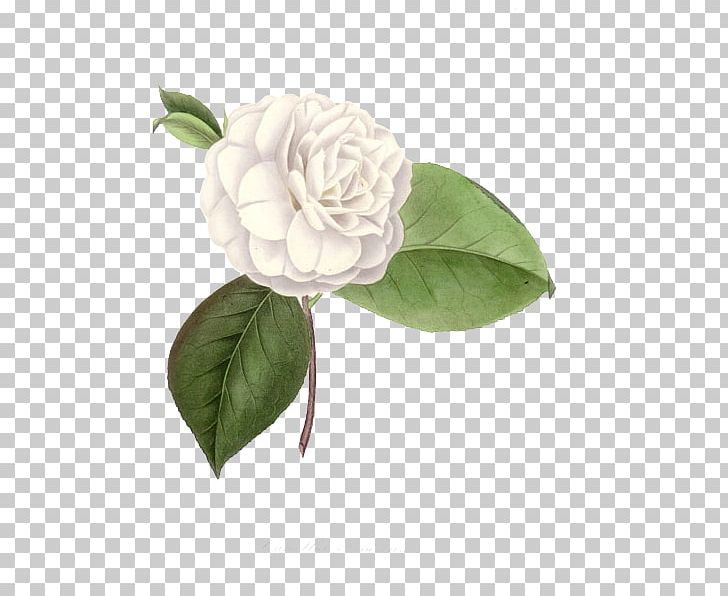 Centifolia Roses Camellia Art Architecture Cut Flowers PNG, Clipart, Antique, Architecture, Art, Camellia, Centifolia Roses Free PNG Download