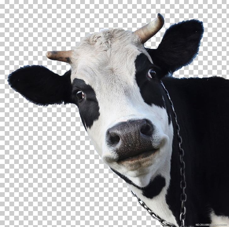 Holstein Friesian Cattle Cow Sheep Goat Android PNG, Clipart, Animal, Animals, Brown Swiss Cattle, Calf, Cattle Free PNG Download