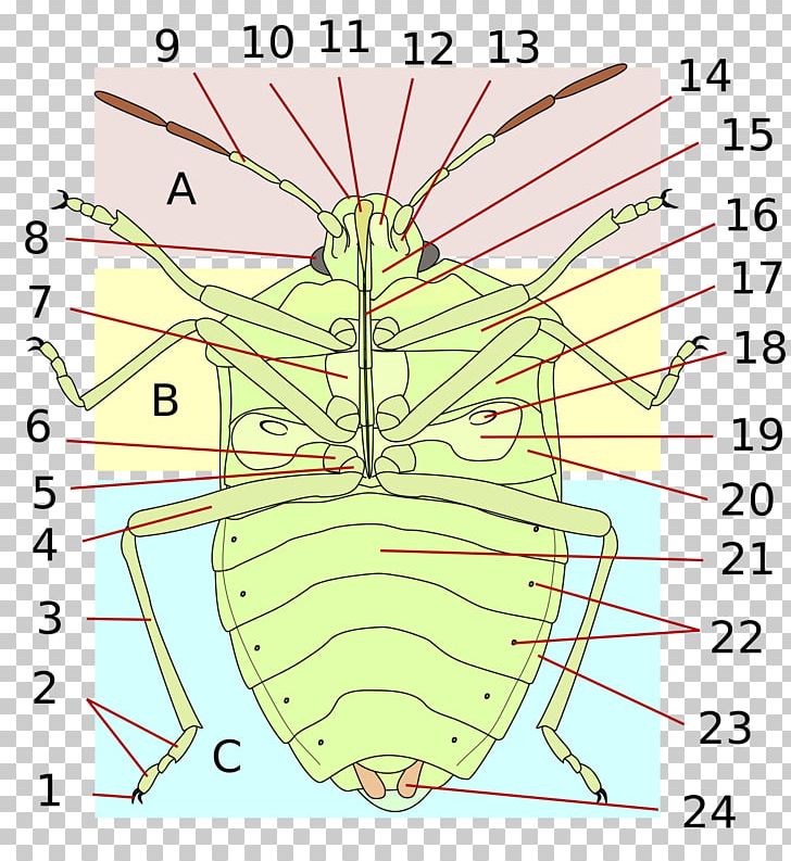 Insect Heteroptera Bed Bug Human Body Anatomy PNG, Clipart, Abdomen, Anatomy, Angle, Animals, Area Free PNG Download