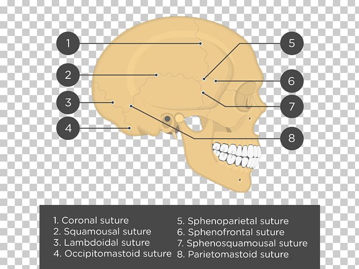 Lebeční šev Ear Bone Skull Sphenofrontal Suture PNG, Clipart, Angle, Bone, Coronal Suture, Diagram, Ear Free PNG Download
