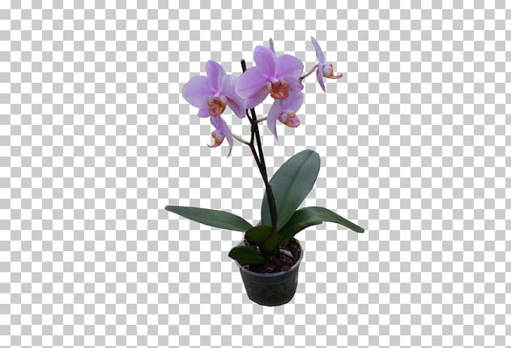 Phalaenopsis Equestris Crimson Cattleya Dendrobium Flowerpot Orchids PNG, Clipart, Cattleya, Cattleya Labiata, Cattleya Orchids, Dendrobium, Flower Free PNG Download