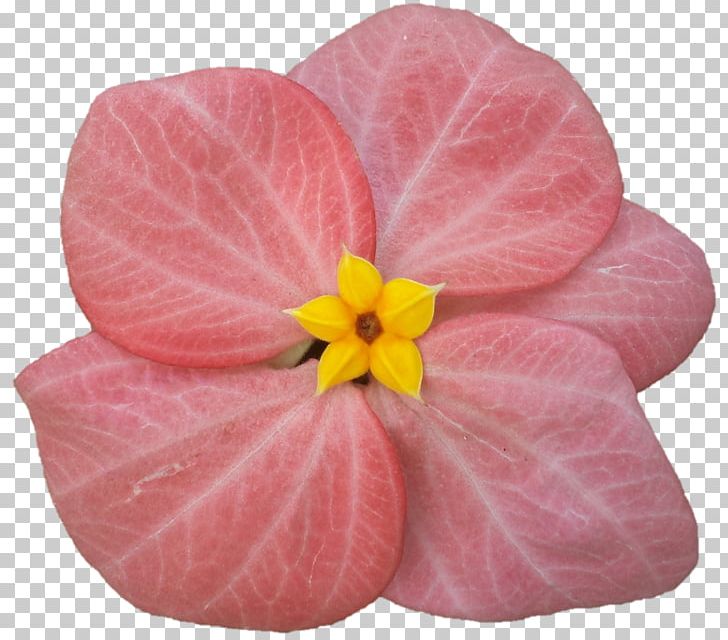 Violet Pink M Violaceae PNG, Clipart, Chennai, Devi, Flower, Magenta, Nature Free PNG Download