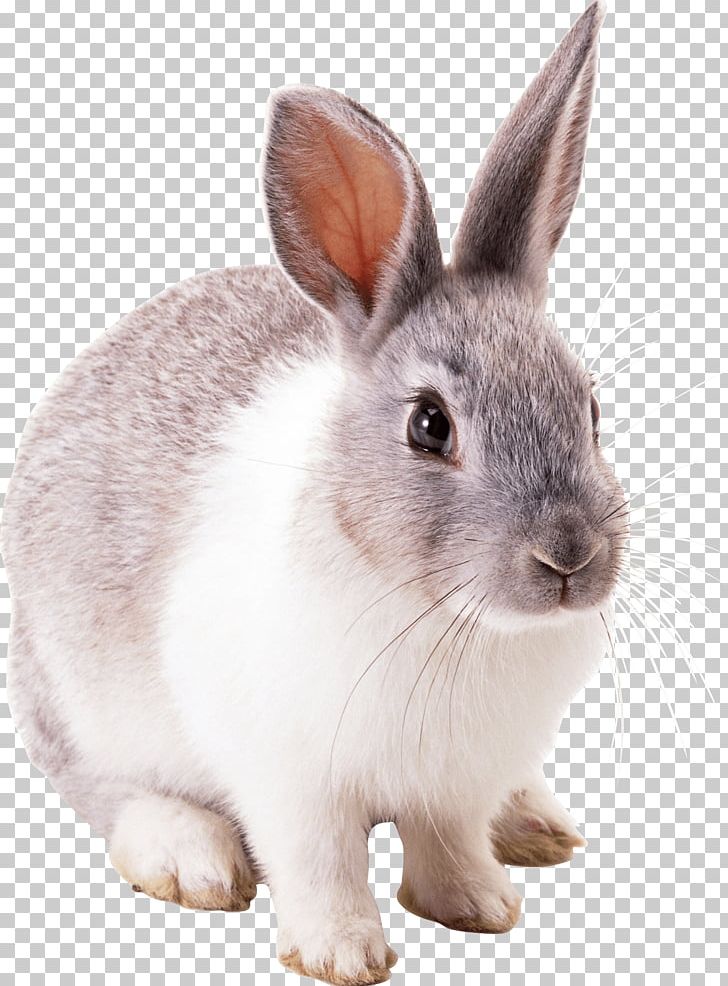 Easter Bunny Hare Cottontail Rabbit PNG, Clipart, Animal, Animals, Catsofinstagram, Conciencia, Domestic Rabbit Free PNG Download