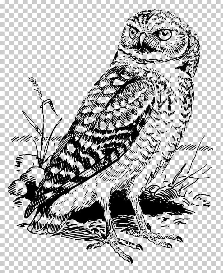 Tawny Owl Great Horned Owl Burrowing Owl PNG, Clipart, Animals, Art, Barn Owl, Barred Owl, Beak Free PNG Download