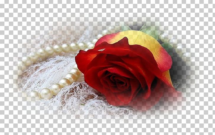 Rose Blog Photography PNG, Clipart, Blog, Cicek Resimleri, Cut Flowers, Flower, Flowering Plant Free PNG Download