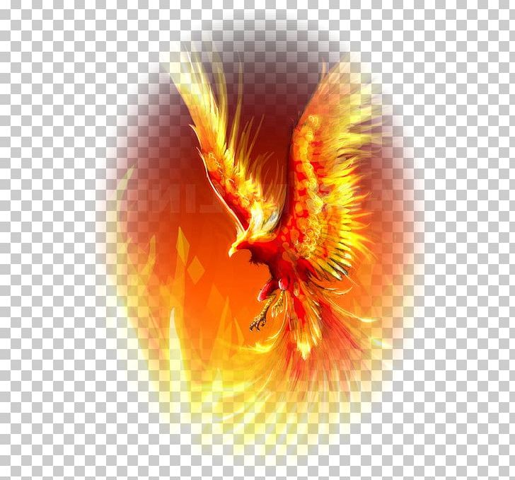 The Flight Of The Phoenix Vermilion Bird Mythology Legendary Creature PNG, Clipart, Albus Dumbledore, Author, Beak, Bird, Computer Wallpaper Free PNG Download