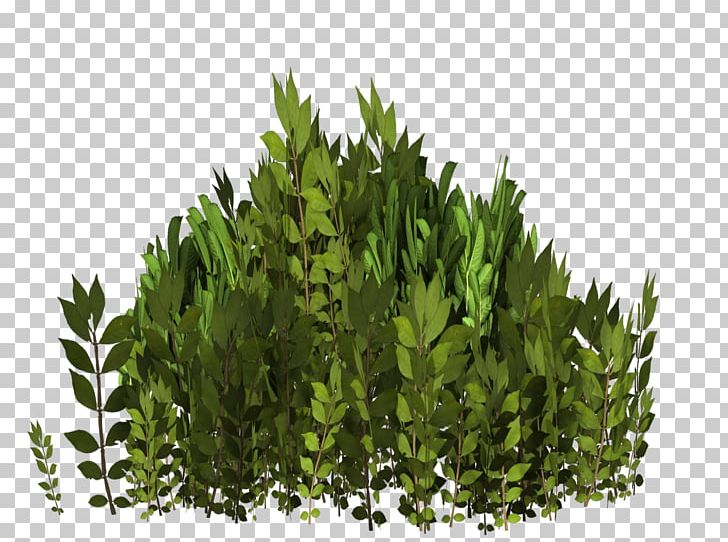 Tree Evergreen Shrub Grasses Leaf PNG, Clipart, Evergreen, Family, Grass, Grasses, Grass Family Free PNG Download