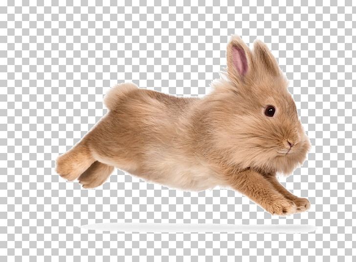 Domestic Rabbit Hare Whiskers Fur PNG, Clipart, Animals, Domestic Rabbit, Fauna, Fur, Hare Free PNG Download