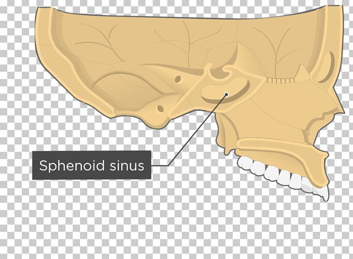 Ethmoid Bone Vomer Lacrimal Bone Sphenoid Bone PNG, Clipart,  Free PNG Download