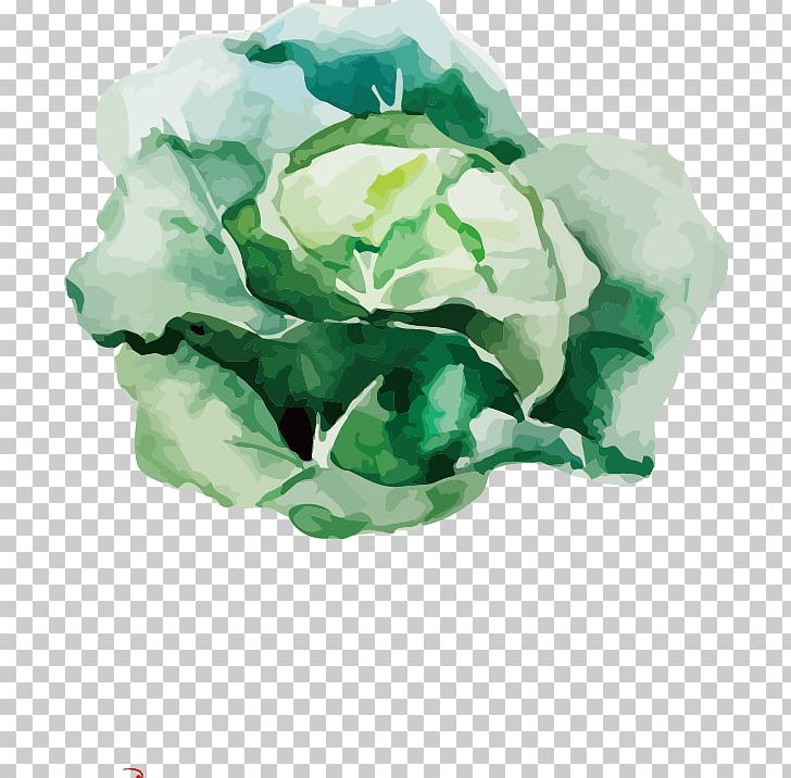 Root Vegetables Watercolor Painting Drawing Illustration PNG, Clipart, Cabbage, Carrot, Cauliflower, Flower, Food Free PNG Download
