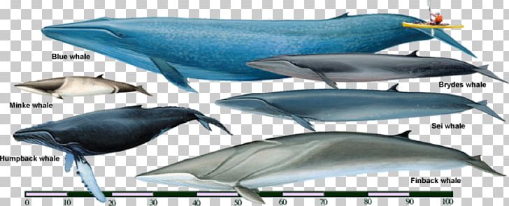 Sei Whale Fin Whale Rorquals Bryde's Whale Cetaceans PNG, Clipart ...