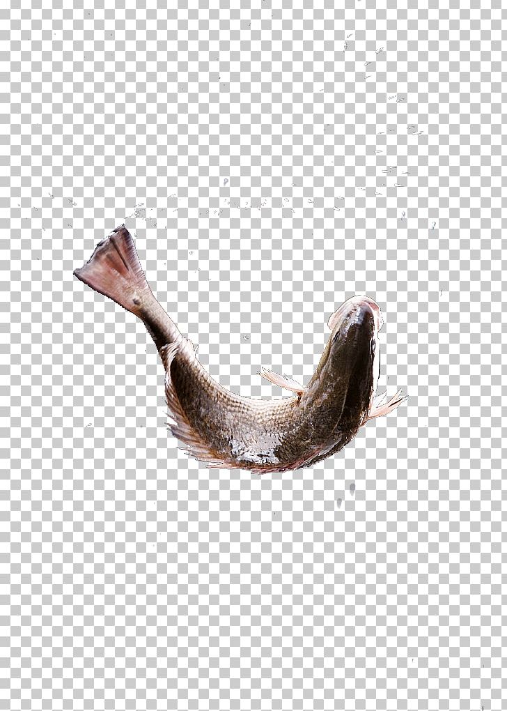 Stock Photography Clam Fish PNG, Clipart, Agriculture, Alamy, Animal, Animals, Aquaculture Free PNG Download