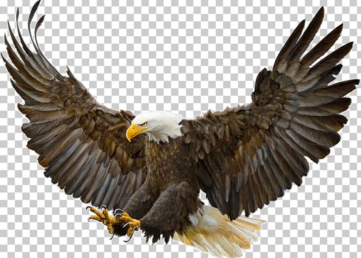 Bald Eagle Bird Golden Eagle Drawing PNG, Clipart, Accipitriformes, Alta, Animals, Bald Eagle, Beak Free PNG Download