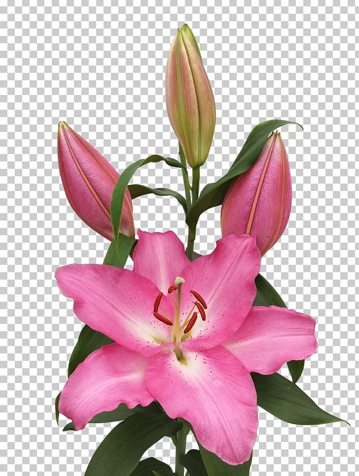 Floristry Pink M Cut Flowers Petal Daylily PNG, Clipart, Cut Flowers, Daylily, Floristry, Flower, Flowering Plant Free PNG Download