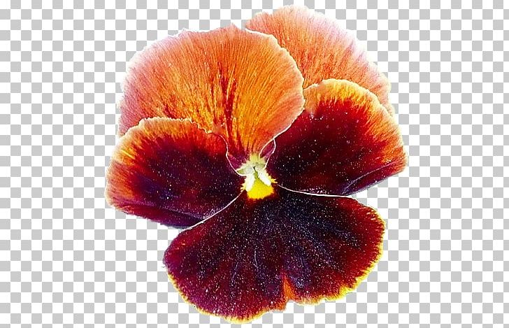 Pansy Violet Close-up PNG, Clipart, Closeup, Flower, Flowering Plant, Magenta, Nature Free PNG Download