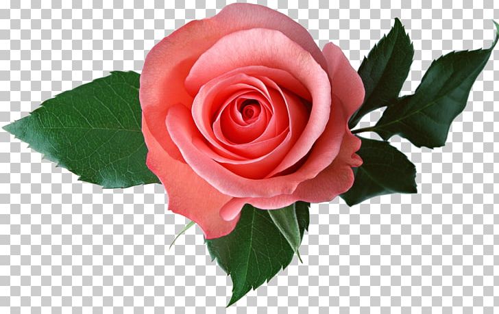 Desktop Rose PNG, Clipart, Autocad Dxf, China Rose, Cut Flowers, Desktop Wallpaper, Floribunda Free PNG Download