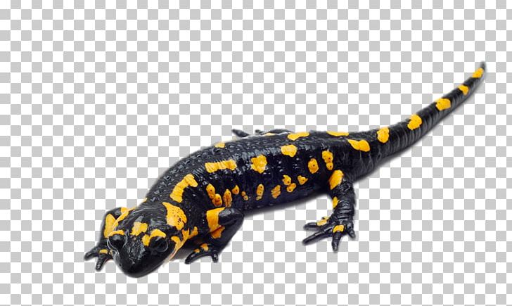 Spotted Salamander Reptile Fire Salamander Barred Tiger Salamander PNG, Clipart, Animal, Animals, Clips, Decorative, Fauna Free PNG Download