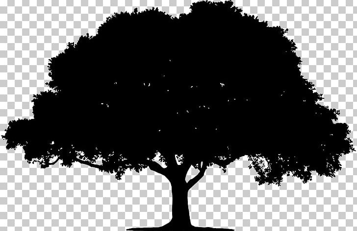 Tree Silhouette PNG, Clipart, Black, Black And White, Black And White Tree, Branch, Computer Wallpaper Free PNG Download