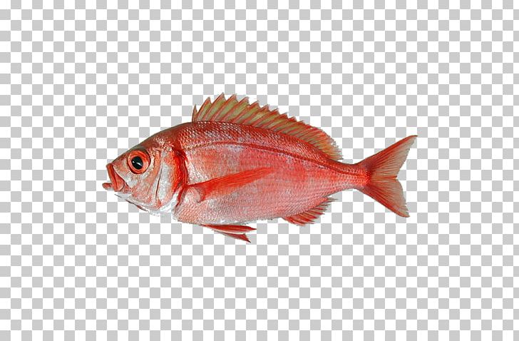 Common Dentex Dentex Macrophthalmus Red Porgy Fish Dentex Angolensis PNG, Clipart, Actinopterygii, Animals, Animal Source Foods, Big Eyes, Bonito Free PNG Download