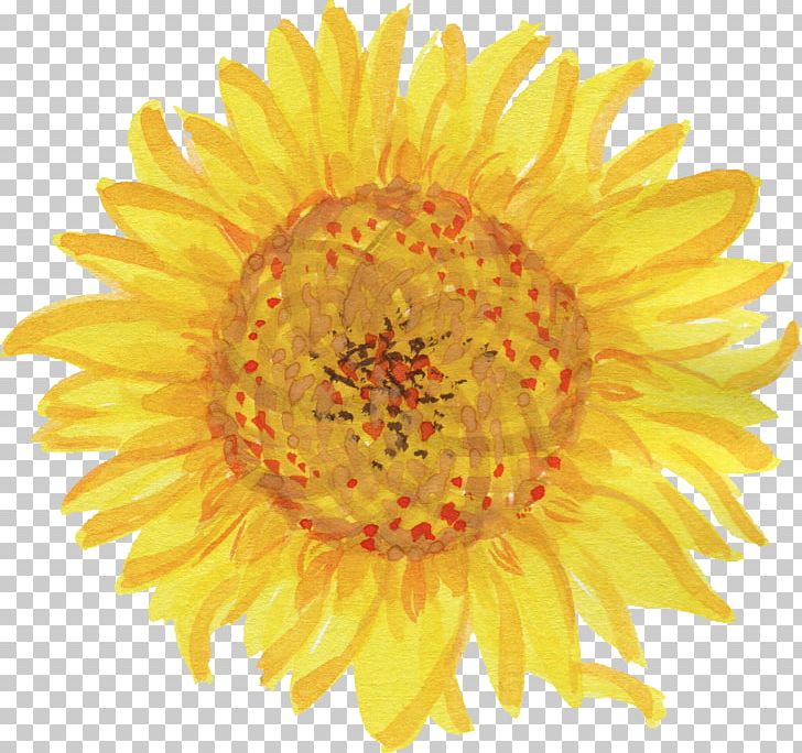 Common Sunflower Drawing Logo PNG, Clipart, Chrysanths, Common Sunflower, Daisy Family, Drawing, Flower Free PNG Download