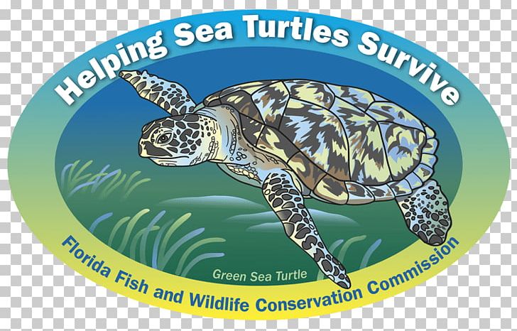 Loggerhead Sea Turtle Sea Cows Box Turtles PNG, Clipart, Alligator Snapping Turtle, Box, Box Turtles, Common Snapping Turtle, Emydidae Free PNG Download