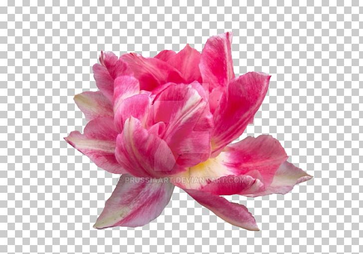 Pink Flowers Peony Petal PNG, Clipart, Clip Art, Cut Flowers, Desktop Wallpaper, Flower, Flowering Plant Free PNG Download
