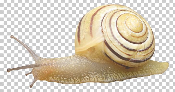 Snail Orthogastropoda PNG, Clipart, Animal, Animals, Computer Icons, Gastropods, Invertebrate Free PNG Download