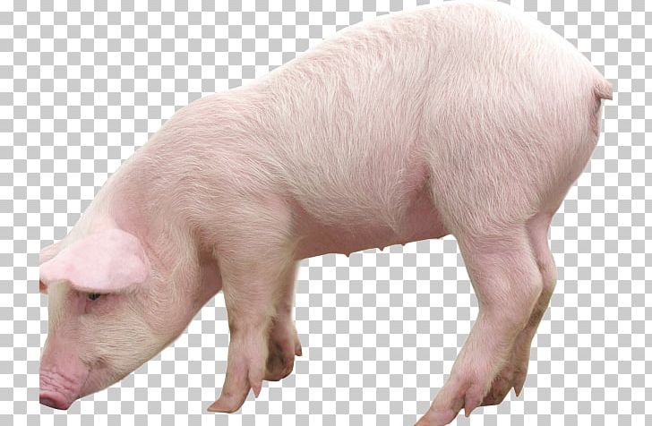 Wild Boar Portable Network Graphics Transparency Guinea Pig George Pig PNG, Clipart, Autocad, Desktop Wallpaper, Domestic Pig, Entourage, Fauna Free PNG Download