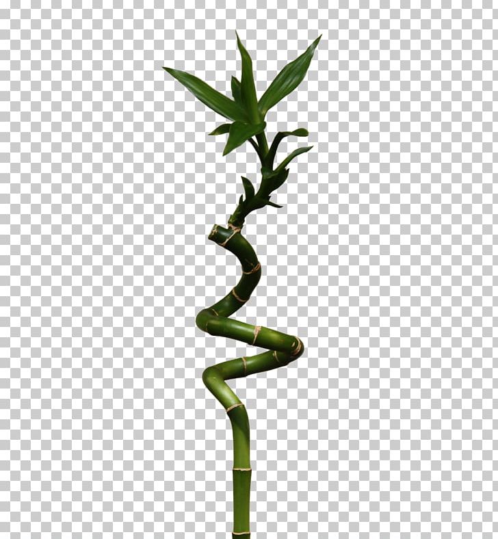 Bamboo PNG, Clipart, Bamboo Free PNG Download